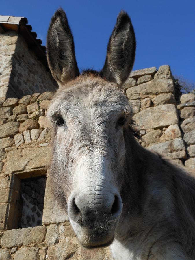 Gite De Chapeleche Les Chataigniers Gluiras エクステリア 写真