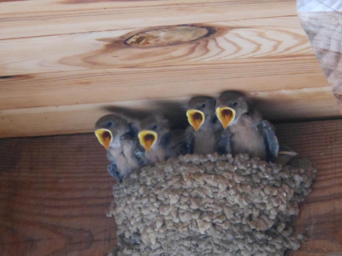 Gite De Chapeleche Les Chataigniers Gluiras エクステリア 写真