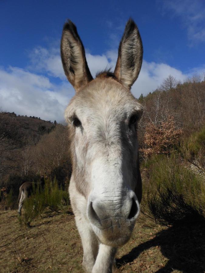 Gite De Chapeleche Les Chataigniers Gluiras エクステリア 写真